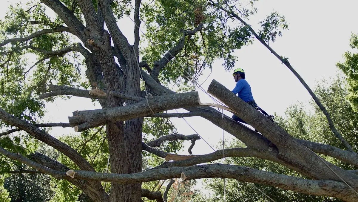 Professional Crown Thinning performed by certified arborists in Iron